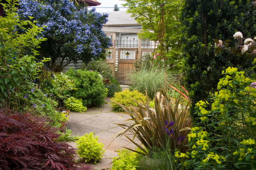 معرفی و راهنمای پرورش گیاهان زینتی فضای باز - یاس درختی کالیفرنیا